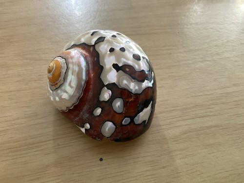 Snail pearly big screwl conch - pearly,