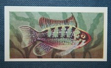 Apistogramma Ramirezi  Tropical Aquarium Cichlid Fish  Illustrated Card
