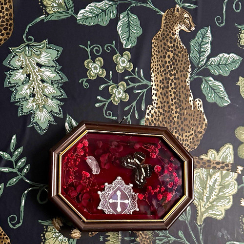Mounted butterfly specimen - mounted,