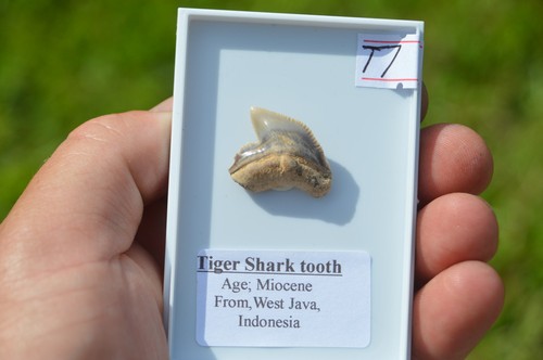 Lovely rare javan - rare,