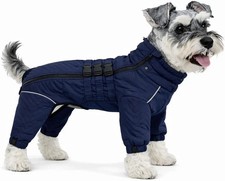 Small dog puppy - small,