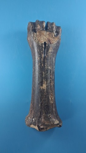 Fossilised bison bone from - bison,