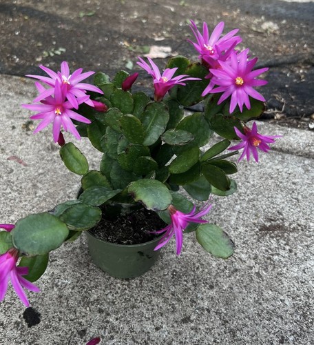 Easter cactus propagation - 1,