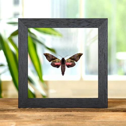 Rare elwes pink green hawk - green,