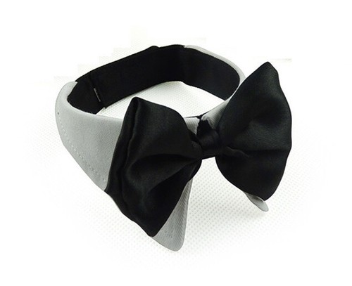 Dog cat pet bow - dog, tie