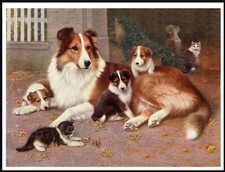 COLLIE ROUGH MOTHER PUPS AND