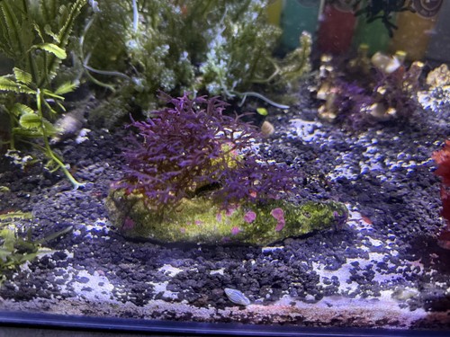 Marine macro algae - ,, hypnea