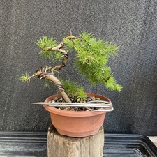 Larch Bonsai Tree Wild