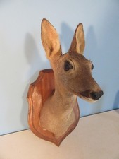A Taxidermied Head Of A Roe Deer Mounted On A Wooden Plaque, VGC