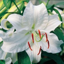 Lilium (Oriental Lily) White