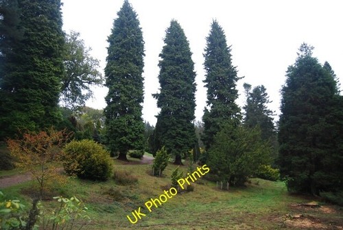 Photo 6x4 national pinetum - 6x4,