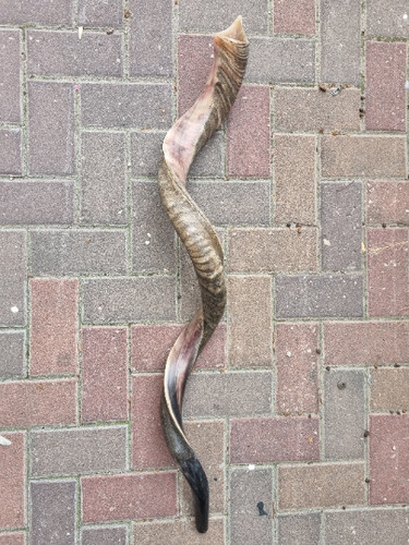 Kudu yemenite shofar horn - kudu,