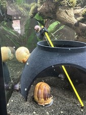 Assorted Mystery Snails - 6