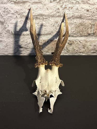Roe deer skull - roe,
