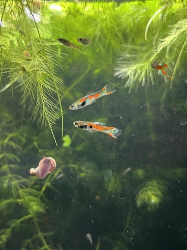 Black bar endlers - bar, 2m,
