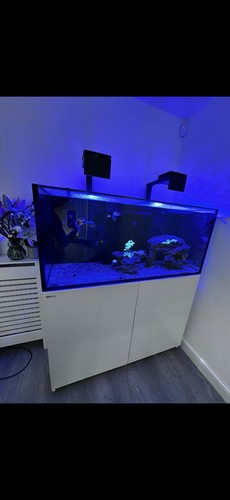 Red sea reefer - sea, (tank