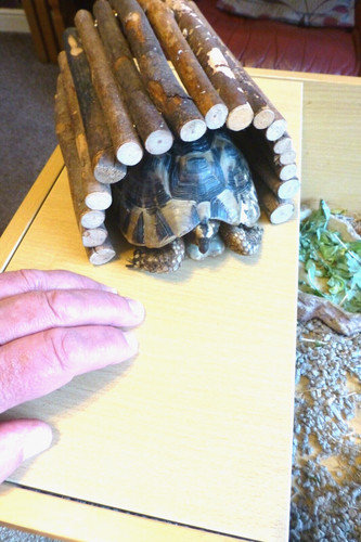 Wooden small pet hideout - hideout, and