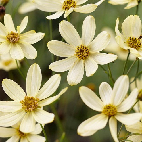 Perennial plant coreopsis - perennial, plant,