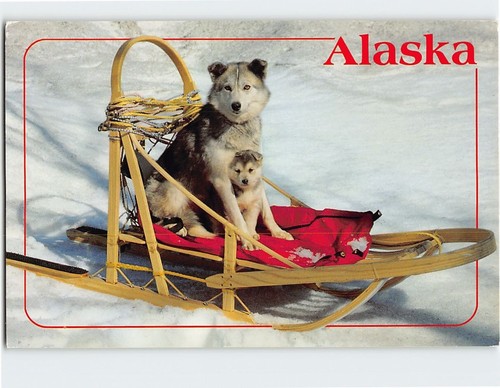 Postcard husky pup and - postcard, mother