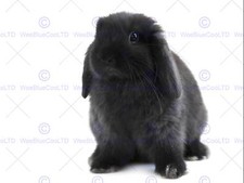 Black Holland Lop Bunny Rabbit