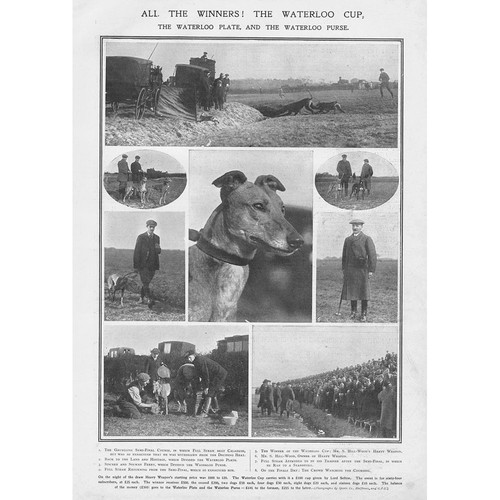 Coursing the waterloo cup - the,
