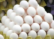 8 X White✅Leghorn Chicken