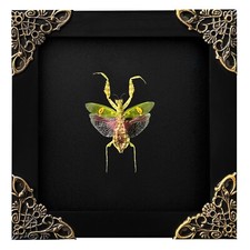 Real Flower Mantis Bugs In