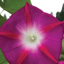 Morning Glory Seeds Annual Garden Plants 'Party Dress' 1 Packet 30 Seeds T&M