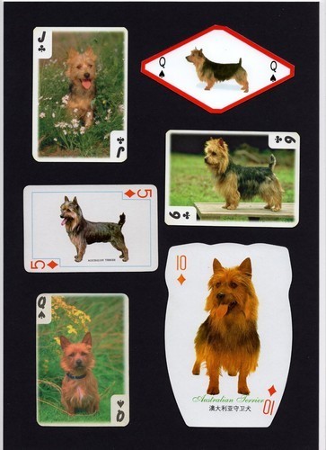Australian terrier mounted - australian,