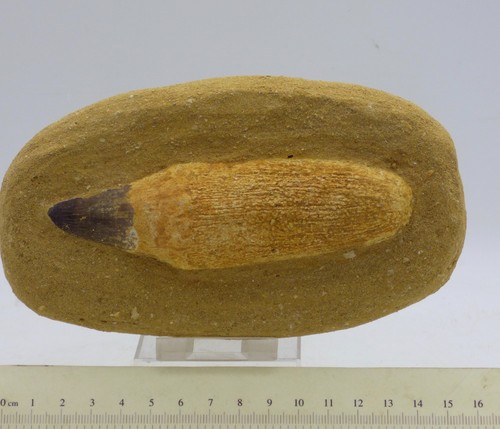 Mosasaur aquatic lizard fossil - aquatic,