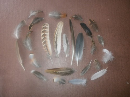 Natural birds feathers - natural, free