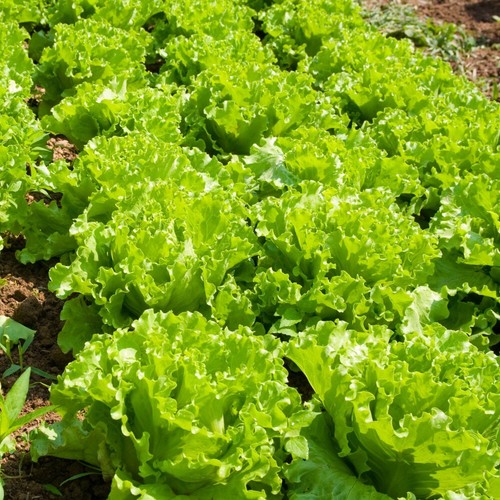 Thompson morgan lettuce - &,