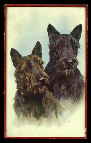 Scottish terrier scottie dog - terrier,