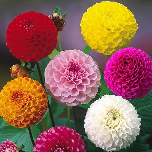 Dahlia pompon pompom mix - pompom,