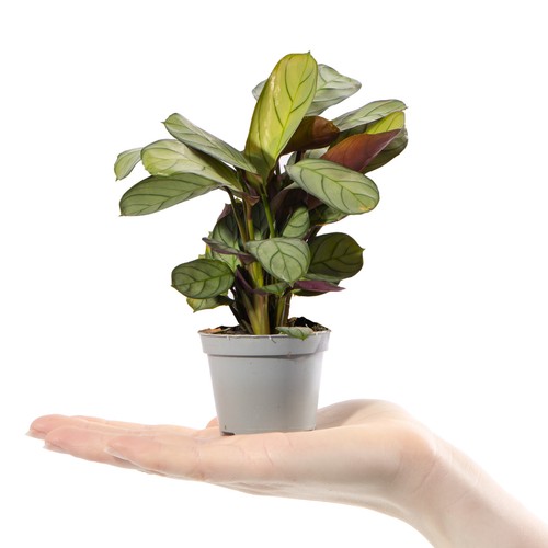 Baby prayer plant - baby,
