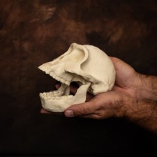 Australopithecus lucy skull - australopithecus,