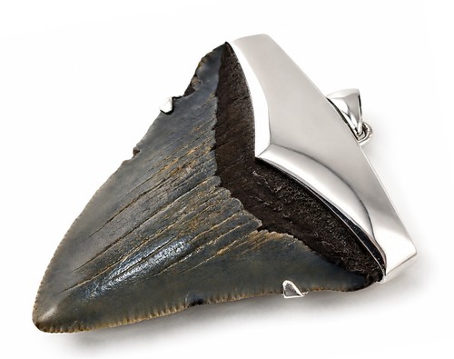 Large megalodon shark - large, tooth