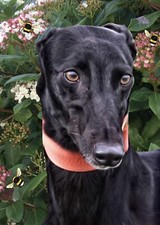 Greyhound , Lurcher