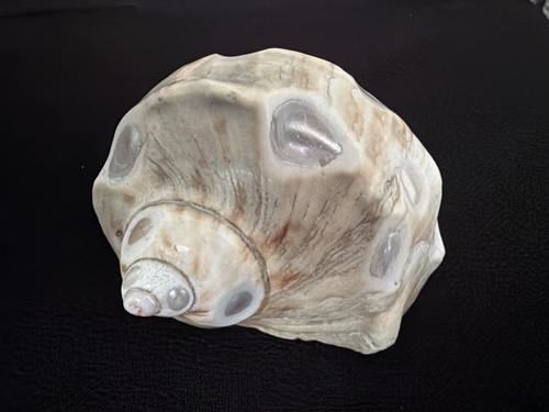 Antique turbo marmoratus green - marmoratus,