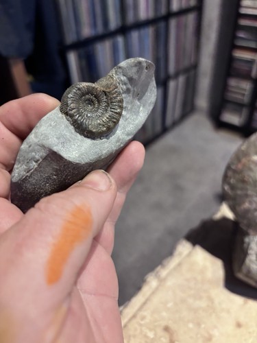 Peronoceras ammonite jurassic - ammonite,