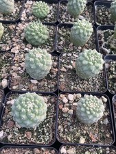 2PCS RareSucculent Plant