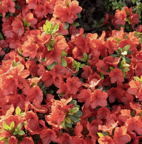 9cm azalea geisha orange - azalea, low