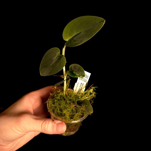 Monstera black velvet - monstera,