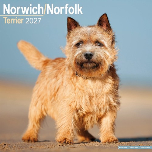 Norwich norfolk terrier - norwich, &