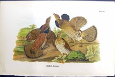 Original Old Antique Print