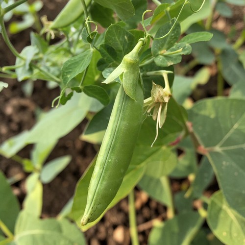 Sugar snap pea plant - pea, pack