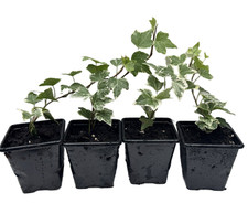 Ivy Hedera helix Pack of 4