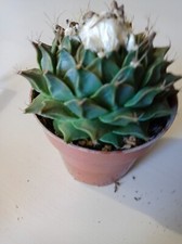 OBREGONIA DENEGRII from seed