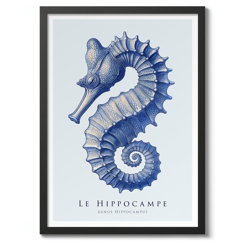 Seahorse nature illustration - seahorse,,