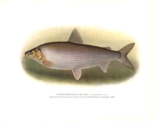 Great lakes erie whitefish - lakes,
